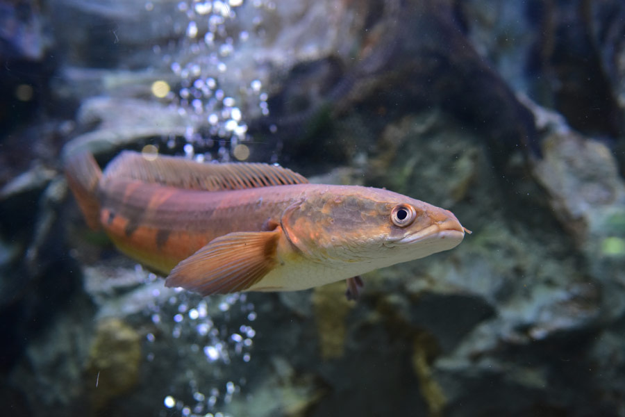 snakehead fish